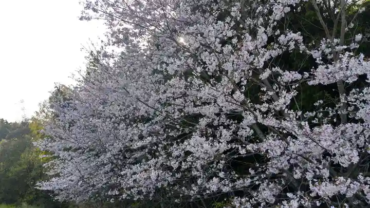 岩椿神社の自然