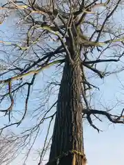 秋保神社の自然