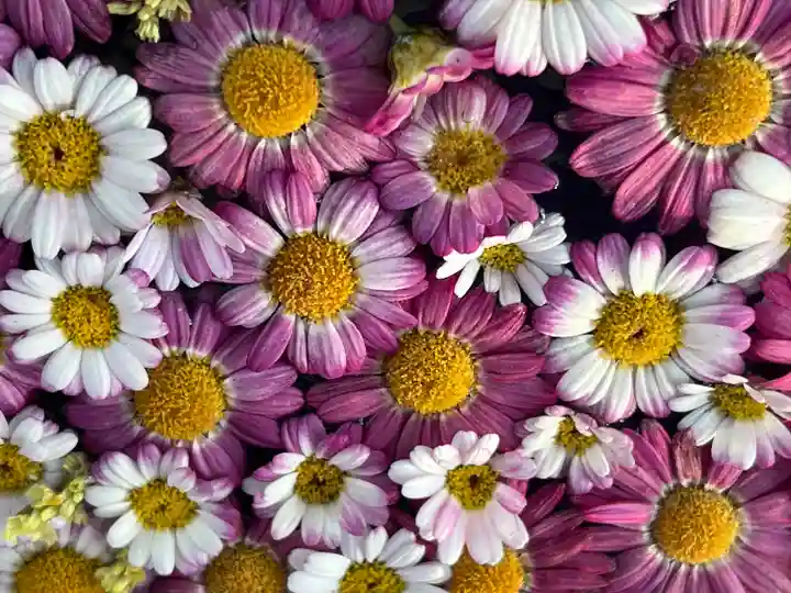 帯廣神社の手水舎