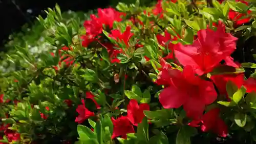 塩船観音寺の庭園