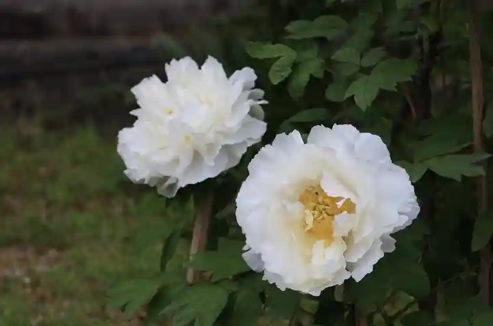 乙訓寺(京都府)