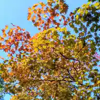 彌彦神社 (伊夜日子神社)(北海道)