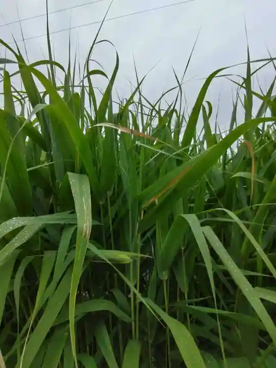 厚別神社(北海道)