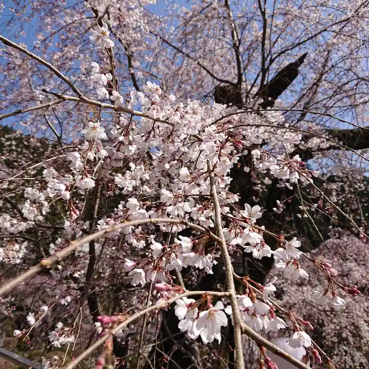 身延山 本行坊の自然