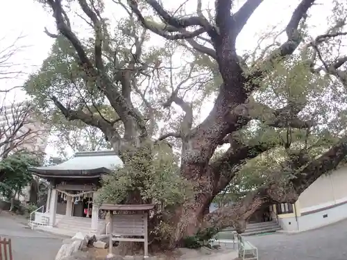 伊河麻神社の自然