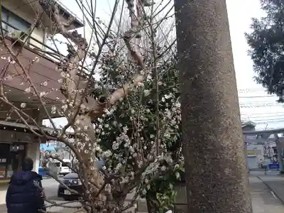 若宮八幡宮 (神奈川県)