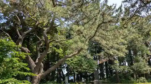 函館護國神社の自然