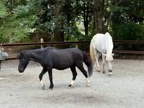 丹生川上神社（下社）(奈良県)