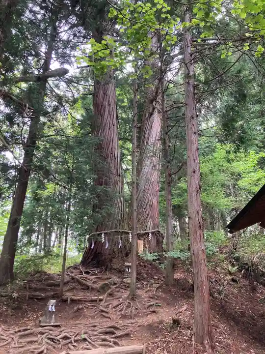 戸隠神社火之御子社の自然