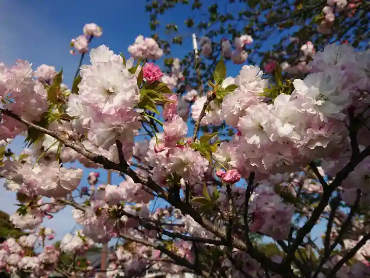 上地八幡宮の自然