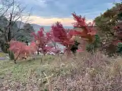 賀茂別雷神社の自然