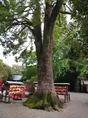 冠稲荷神社の自然