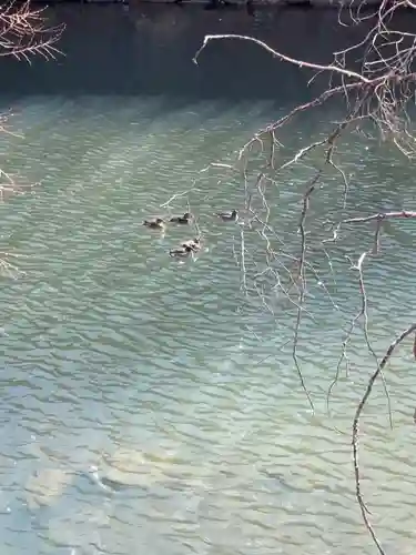 歳徳神社の動物