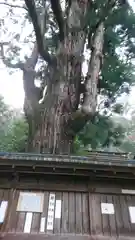 若狭姫神社（若狭彦神社下社）の自然