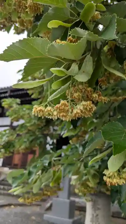 くろ谷 金戒光明寺(京都府)