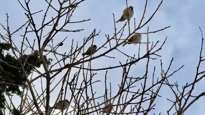 七重浜海津見神社の{uncategorized: "未分類", other: "その他", undefined: "問題あり", building: "その他建物", grave: "お墓", sacred_gate: "鳥居", guardian: "狛犬", statue: "像", buddha: "仏像", history: "歴史", nature: "自然", garden: "庭園", animal: "動物", pagoda: "塔", temizu: "手水舎", mountain_gate: "山門・神門", sanctuary: "本殿・本堂", subordinate: "末社・摂社", art: "芸術", scenery: "景色", jizo: "地蔵", ema: "絵馬", goshuin: "御朱印", omikuji: "おみくじ", items: "授与品その他", amulet: "お守り", goshuincho: "御朱印帳", eats: "食事", festival: "お祭り", votive_dance: "神楽", shichigosan: "七五三参", wedding: "結婚式", experience: "体験その他", initially: "初詣", around: "周辺", anti_infection: "感染症対策"}