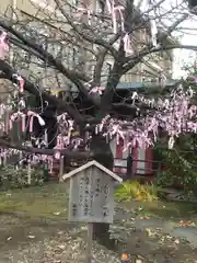 桜神宮の自然