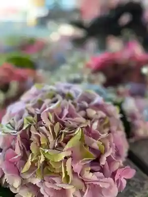 札幌諏訪神社の手水舎