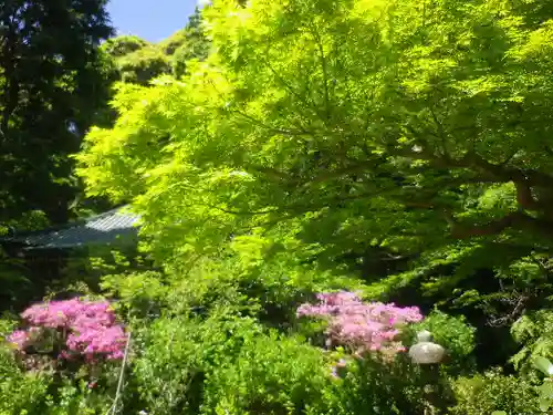 安國論寺（安国論寺）の自然