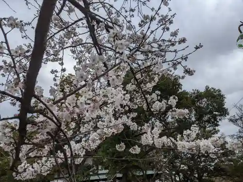 武蔵第六天神社の自然