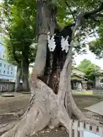 戸部杉山神社(神奈川県)