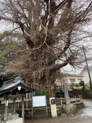 鶴嶺八幡宮(神奈川県)