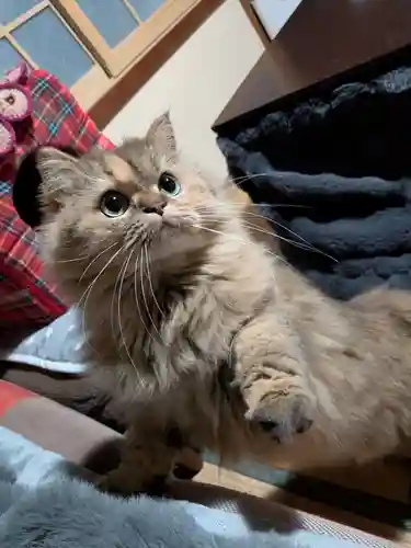 大船観音寺の御朱印