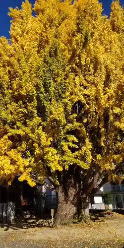 八大龍王辨財天(京都府)