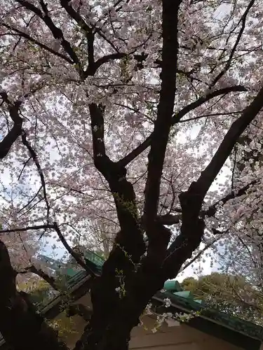 駒込天祖神社の自然