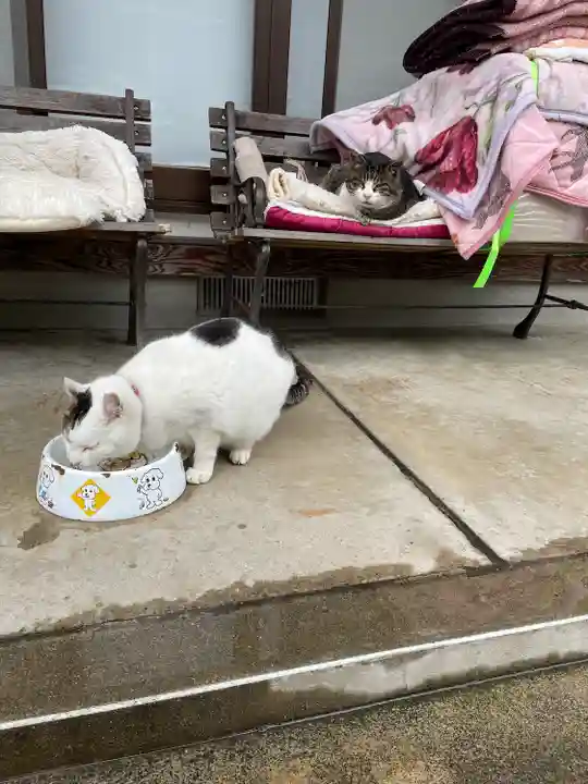 御誕生寺(猫寺)の動物