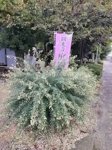 圓光禅寺（円光寺）の自然
