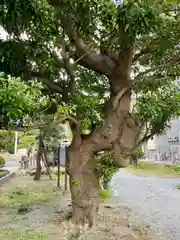 琵琶島神社(神奈川県)