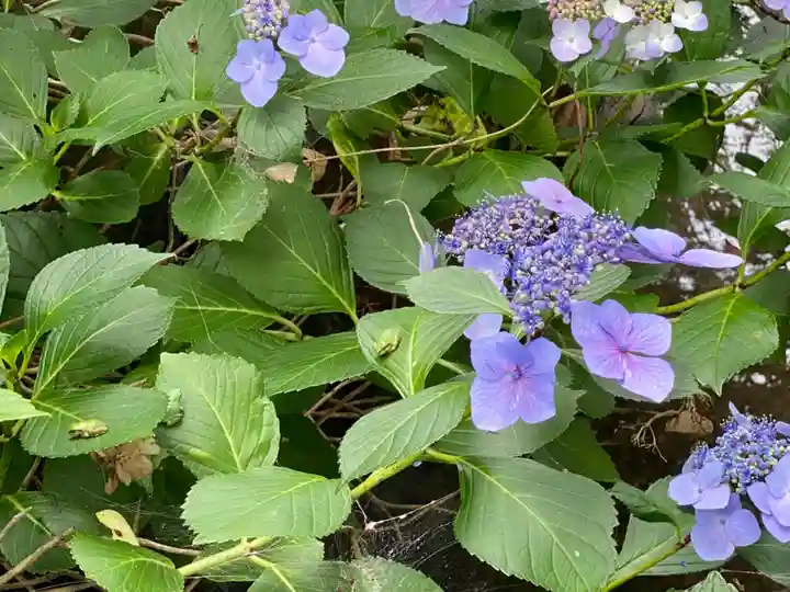 八木神社の自然