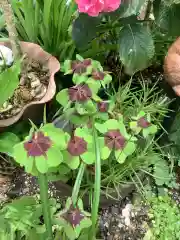 三輪神社の自然