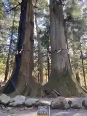 河口浅間神社の自然