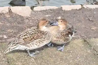 水原八幡宮の動物