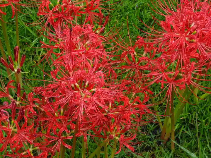 横浜 西方寺の自然