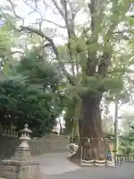 五所神社の自然
