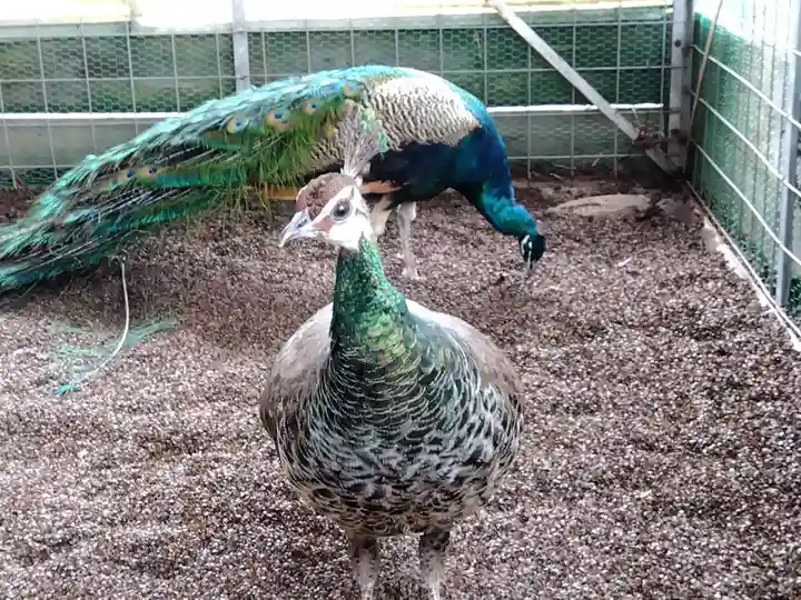 福井県護国神社(福井県)