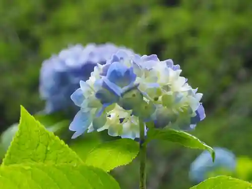 明月院(神奈川県)