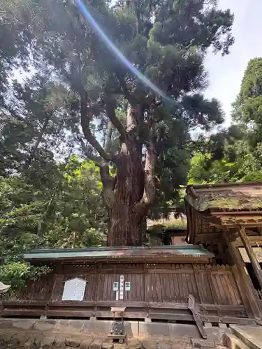 若狭姫神社（若狭彦神社下社）(福井県)