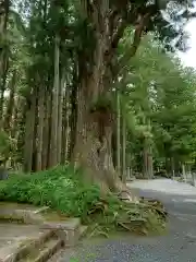 高野山金剛峯寺奥の院の自然