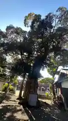 八幡神社(福井県)