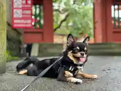 富士山本宮浅間大社(静岡県)