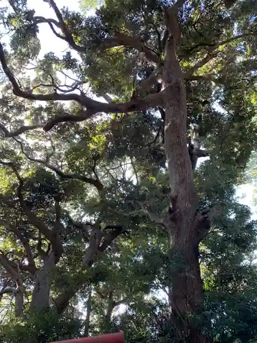 八幡神社の自然