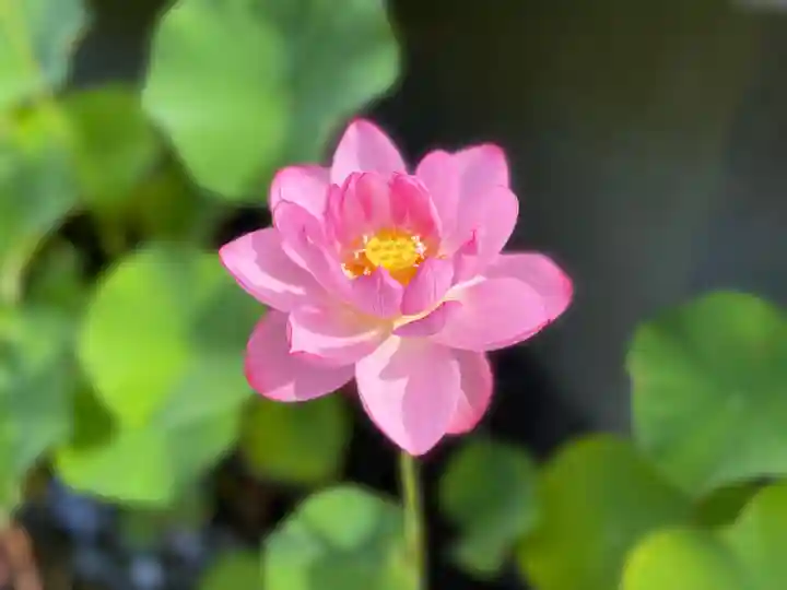 伊勢の国 四天王寺(三重県)