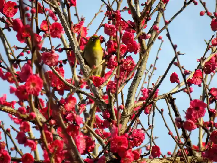 亀戸天神社の動物
