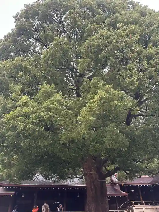 明治神宮(東京都)