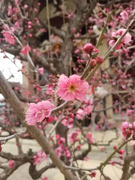 諏訪神社(東京都)