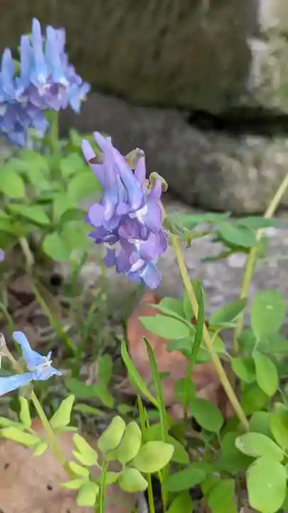 新琴似神社の自然